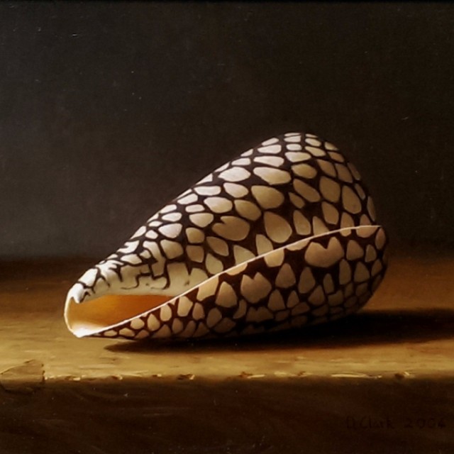 Rembrandt Cone Shell