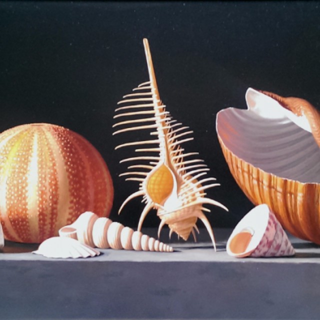 Sea Urchin with Venus Comb and Tonna Shell