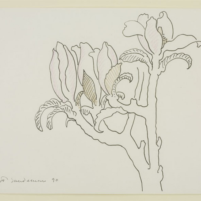 Study for Magnolia, 1990